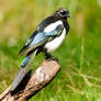 Magpies Are Not Only Black and White