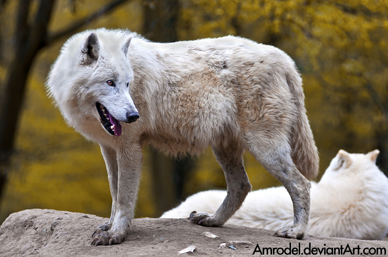 Arctic Wolf V