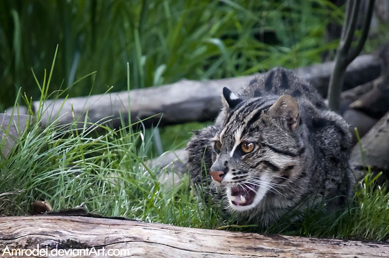 Fishing Cat IV