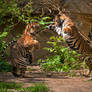 Playful Tiger Cubs