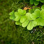 Forest Shamrock