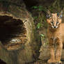 Little Caracal VI