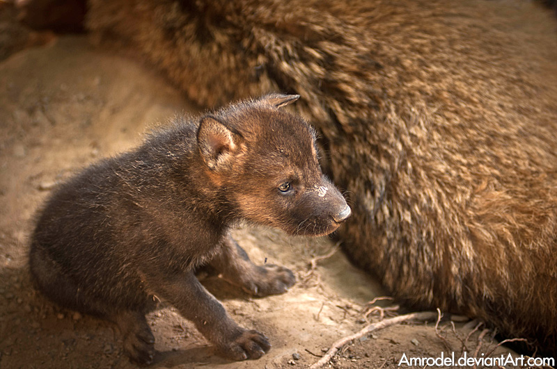 Wolf Pup