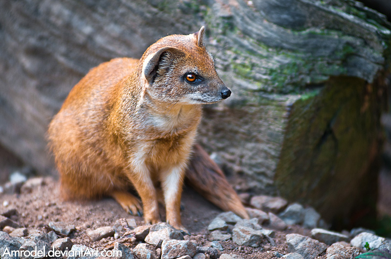 Yellow Mongoose