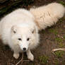 Curious Arctic Fox