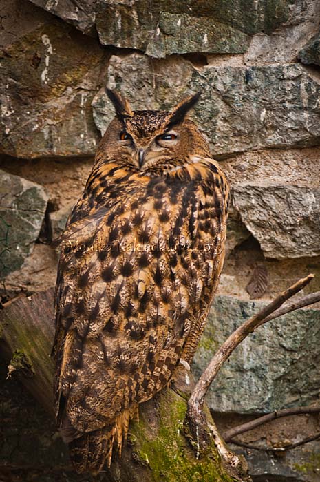 Eurasian Eagle-Owl