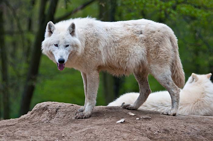 Arctic Wolf VI