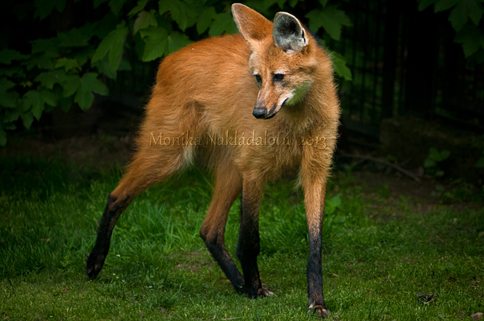 Fox On Stilts