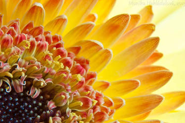 Yellow Gerbera Close-Up