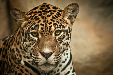 Curious Jaguar