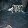 Snow Leopard Cub