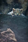 Snow Leopard Cub by amrodel