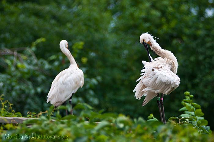 Eurasian Spoonbills