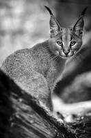 Caracal Cub