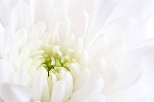 White Chrysanthemum by amrodel