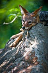 Black-Backed Jackal by amrodel Black-Backed Jackal by amrodel