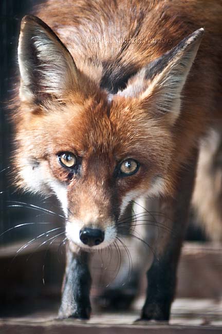 Curious Fox