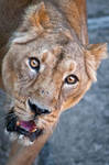 Lion Face II by amrodel Lion Face II by amrodel