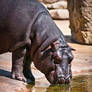 Young Hippo