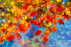 Colours of Autumn