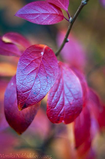 Red Leaves of Autumn