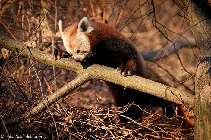 Red Panda X