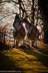 Whispering by amrodel Whispering by amrodel