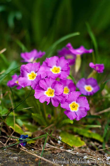 Pink Primula