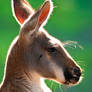 Red Kangaroo Profile