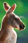 Red Kangaroo Profile by amrodel