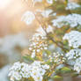 White Spiraea