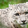 Snow Leopard IV