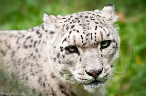 Snow Leopard IV