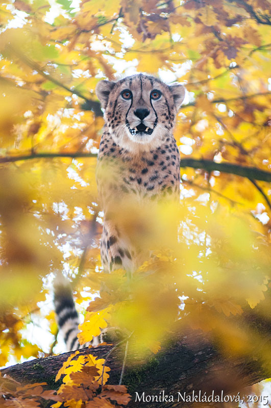 Cheetah on a Tree