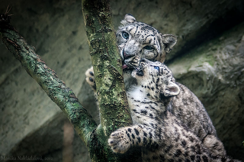 Snow Leopard V