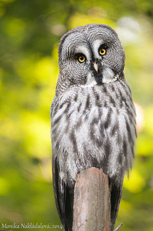 Great Grey Owl II by amrodel Great Grey Owl II by amrodel