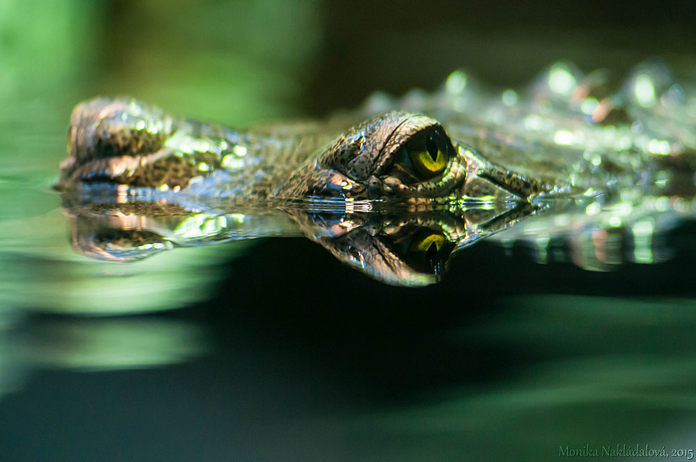 Gharial by amrodel Gharial by amrodel