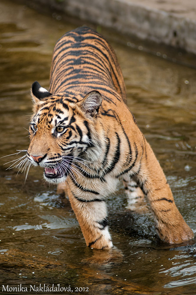 Young Sumatran Tiger