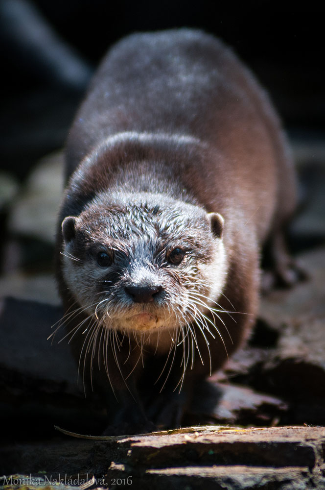 The Small Otter Approaches