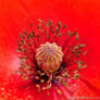 Red Poppy