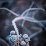 Frosted Berries