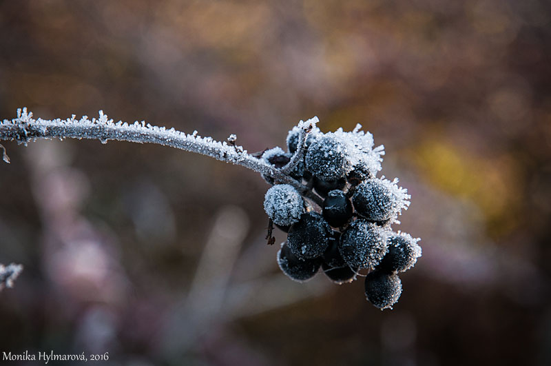 More Frosted Berries