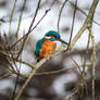 Uncommon Kingfisher