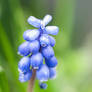 Grape Hyacinth