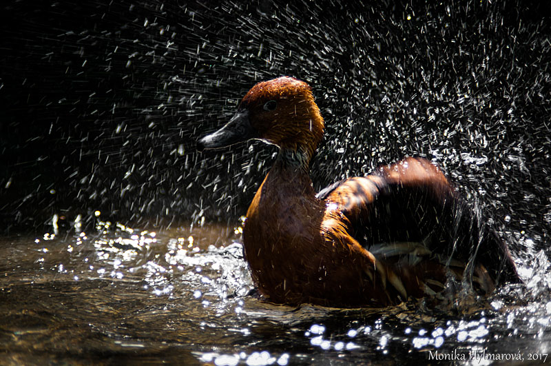 Splashing Duck