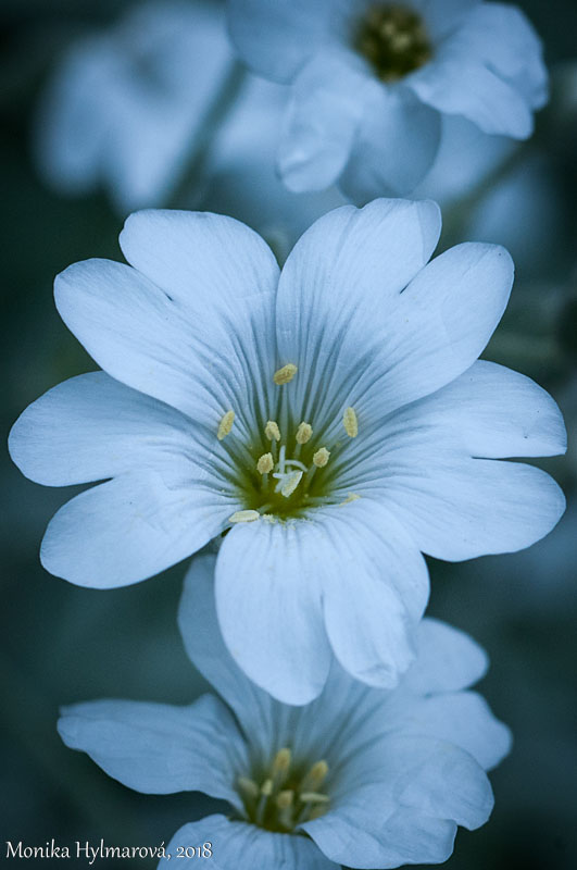 Tiny White Flowers