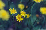 Yellow Flowers by amrodel