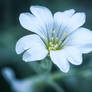 Tiny White Flower II