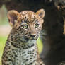 Persian Leopard Cub