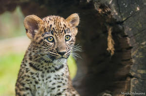 Persian Leopard Cub by amrodel Persian Leopard Cub by amrodel